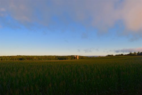 corn field sunrise green