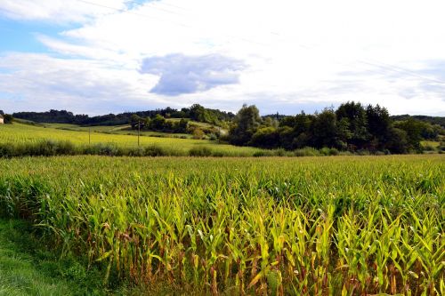 corn field fields agriculture