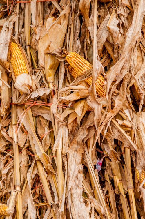 Corn Field At Harvest Time