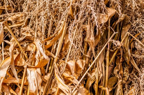 Corn Field At Harvest Time