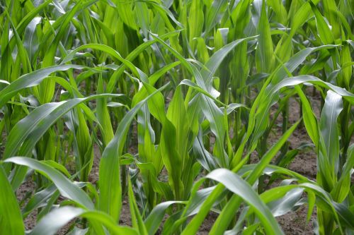 corn fields green nature