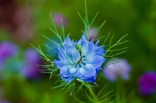 corn flower blue focus