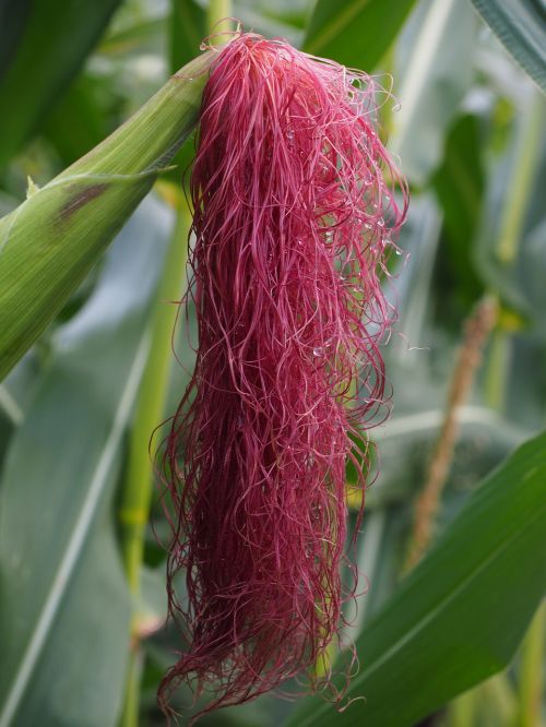corn hair corn corn on the cob hair