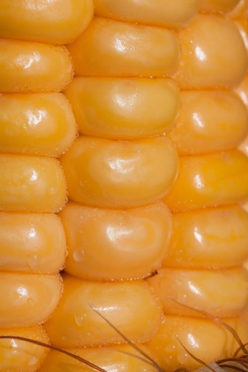 corn kernels corn on the cob corn