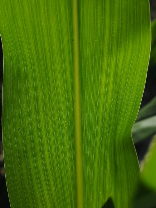 corn leaf detail leaf veins