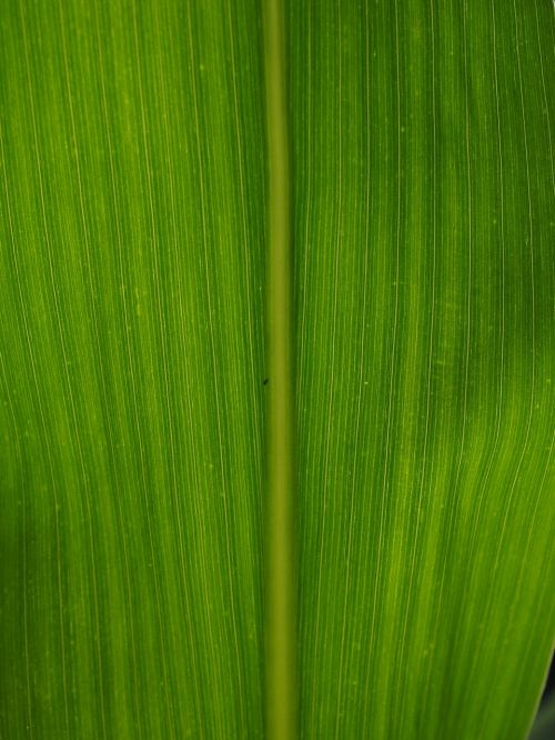 corn leaf detail leaf veins