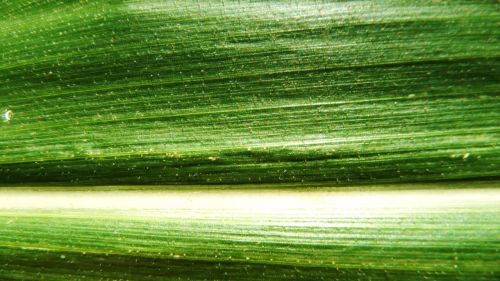 Corn Leaf