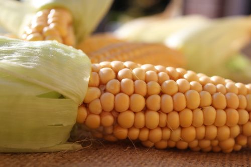 corn on the cob corn nature