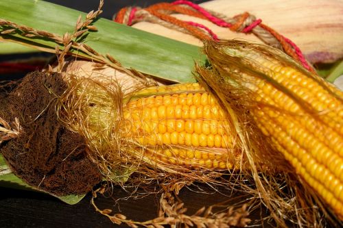corn on the cob corn corn hair