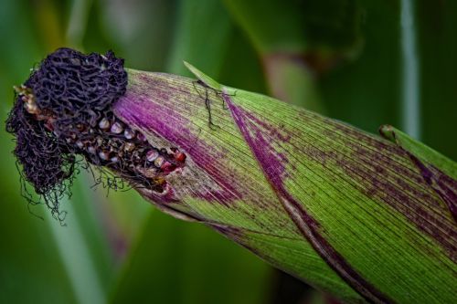 corn on the cob close field