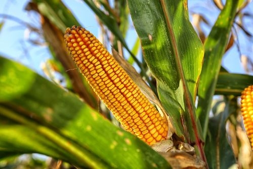 corn on the cob nature crop