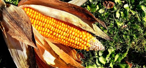 corn on the cob corn vegetables