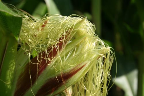 corn on the cob corn corn on the cob hair