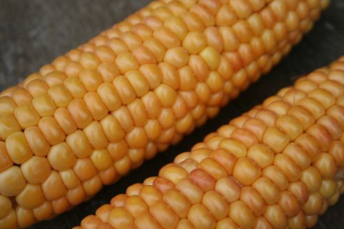 corn on the cob corn gold