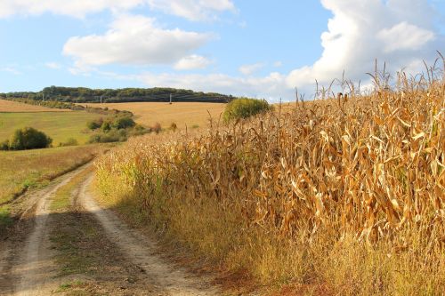 corn on the cob field nature