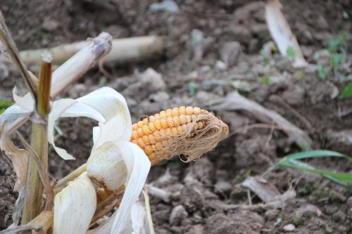 corn on the cob fibers harvested