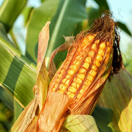 corn on the cob corn grain