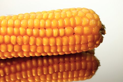 corn on the cob  yellow  corn
