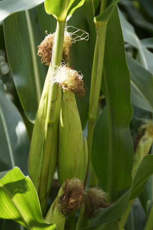 corn on the cob fodder maize corn