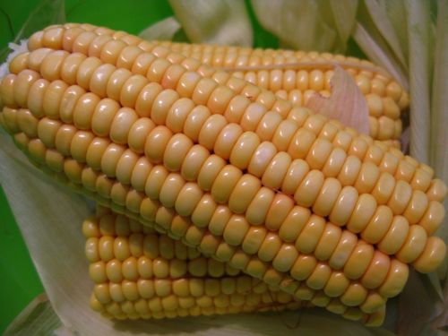corn on the cob corn sweet corn