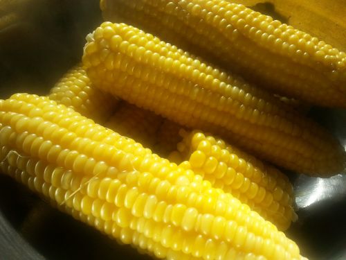 corn on the cob fresh corn corn