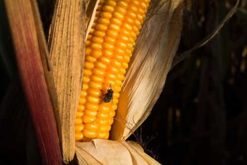 corn on the cob corn zea mays