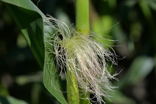 corn on the cob hair corn plant