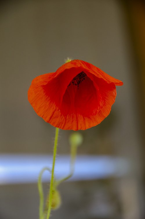 corn poppy  flower  red