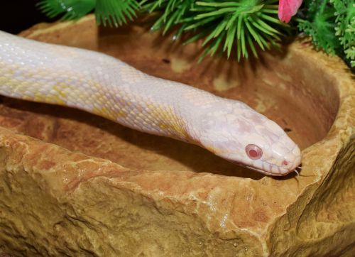 corn snake snakehead snake
