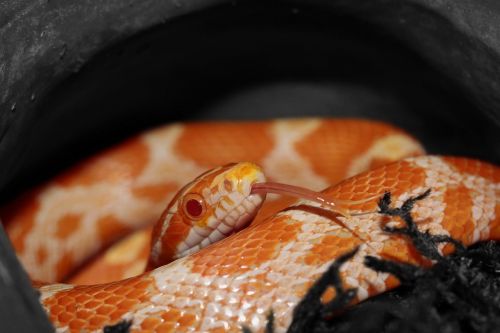 corn snake snake orange