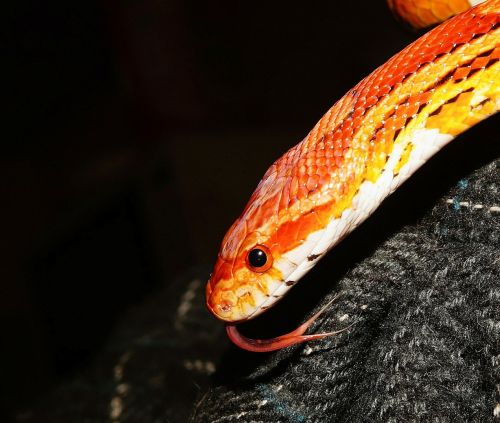 corn snake snake reptile