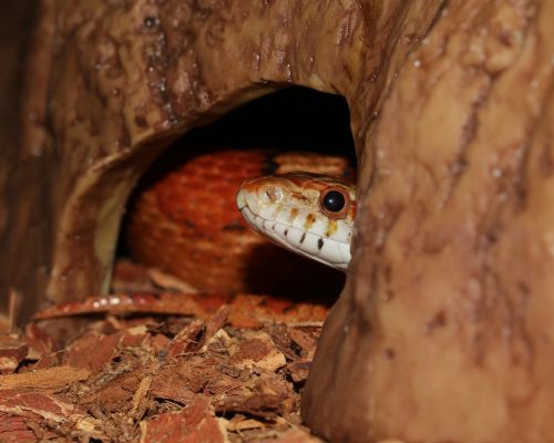 corn snake snake pantherophis guttatus