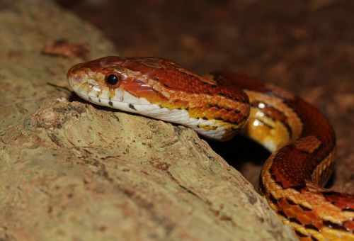 corn snake snake pantherophis guttatus