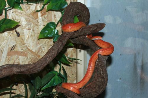 corn snake snake terraristik