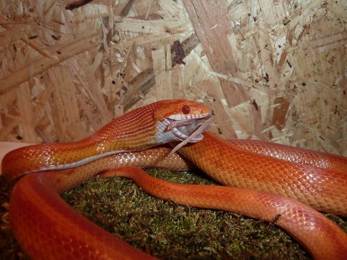corn snake snakes terraristik