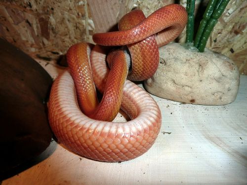 corn snake snakes terraristik