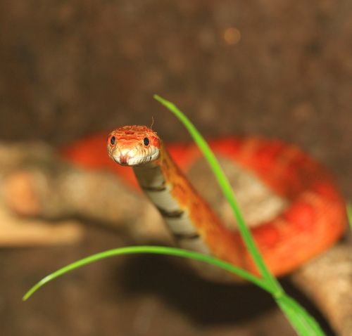 corn snake tongue snake