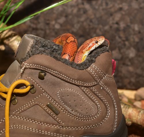corn snake hiking shoes hide