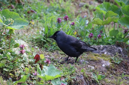 corneille  black  bird