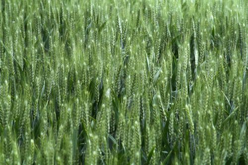 cornfield field summer