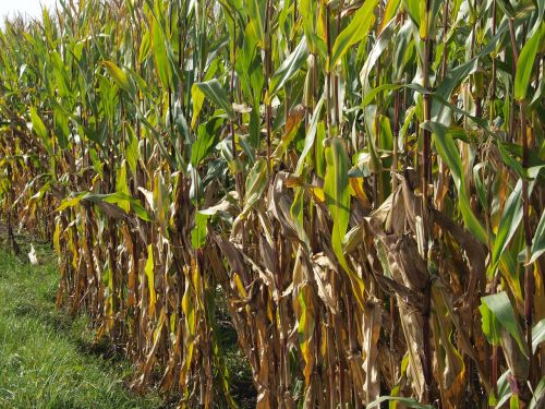 cornfield lane nature