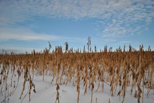 cornfield winter field