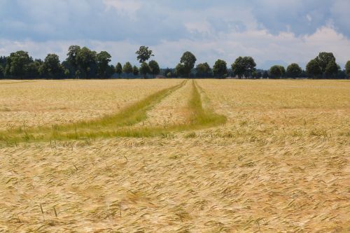 cornfield field nature