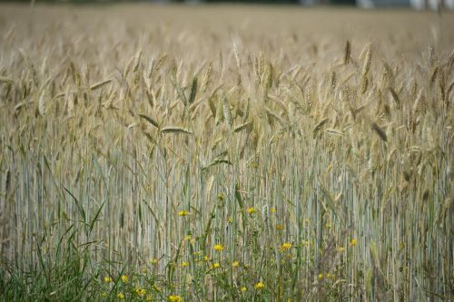 cornfield spike flowers