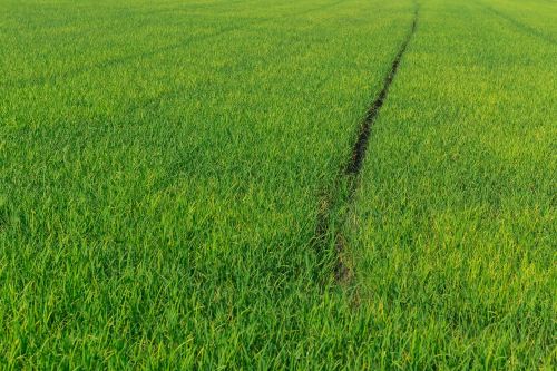 cornfield rice green