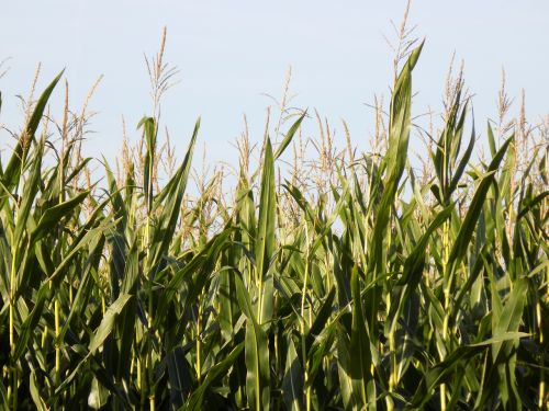 cornfield corn arable