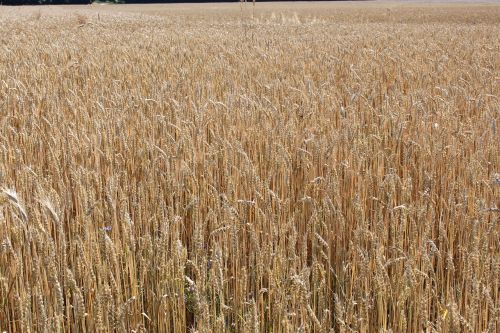 cornfield wheat cereals