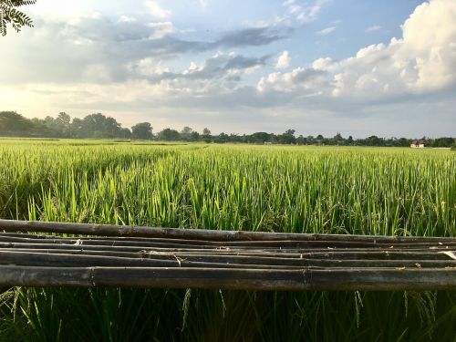 cornfield rice fields field