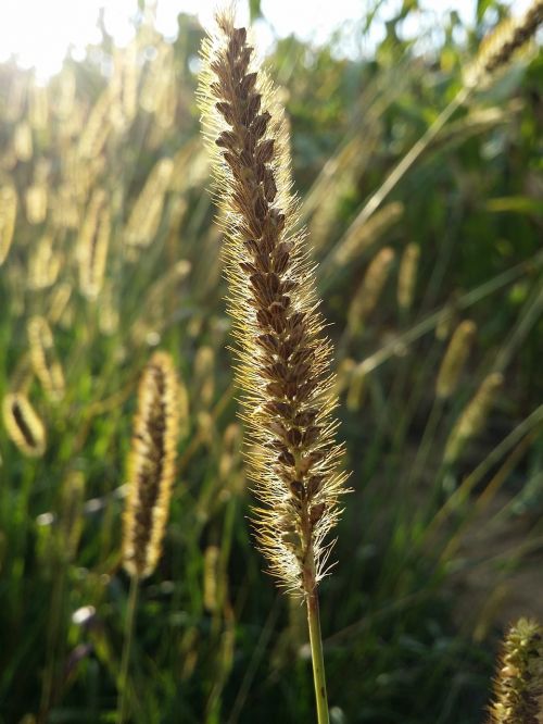 cornfield blur close up