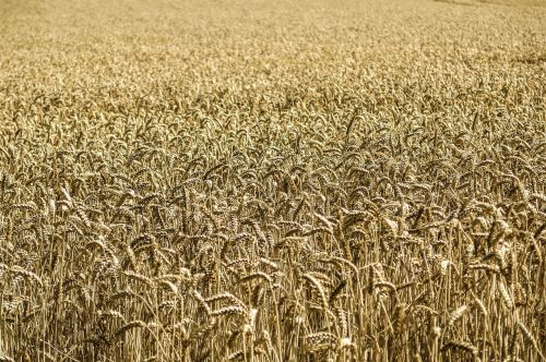 cornfield corn wheat
